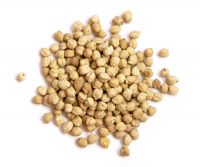 urgent sale best quality cheap dried Kabuli chickpeas