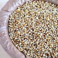 High quality dried yellow pearl millet for sale