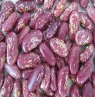 cheap light speckled kidney beans for sale