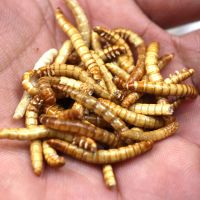 Dried mealworms High Protein Dried Mealworms pet food fish food ANIMAL FEED bulk mealworm Dried black soldier fly mealworms
