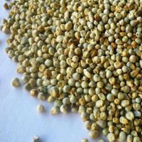Green Millet Bajra/ Millet Bajra Seeds Dried Millet ,Hulled Red Millet,Yellow White Mille Yellow Broom Corn Millet