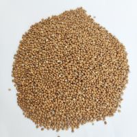Yellow broomcorn for bird seeds with millet seeds