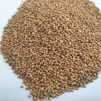 Yellow broomcorn for bird seeds with millet seeds