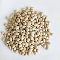 Wholesale Chinese Low Price White Navy Kidney Beans