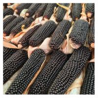 New Black Corn / Fresh Farm Black Corn / Fresh Black Corn Premium Grade