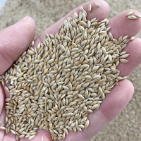 New crop clean good quality canary seeds for bird food