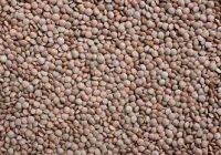 green and brown lentils