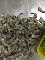 Frozen Shrimp  For Exports 