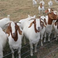 Live  Boer Goats / Saanen Goats / Anglo-Nubian Goats