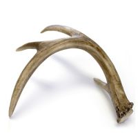 Naturally shed Whole Red Deer Antlers