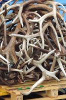 Red Deer Antlers For Sale