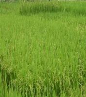 Hybrid Rice