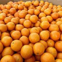 Fresh Oranges