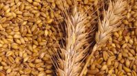 Wheat Seeds for sale 