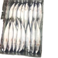 Frozen Mackerel Fish for sale