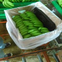 Fresh Green Cavendish Banana for sale