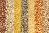 Corn , Barley , Wheat , Sorghum , e.t.c