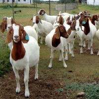 Healthy Boer Goats / Live Boer Goats For Sale