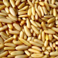 Quality Pine Nut Kernels for sale