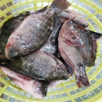Fresh and Frozen whole tilapia for sale
