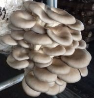 Oyster/pleurotus Mushrooms