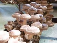 Shiitake Mushrooms