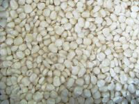 Dry white corn grains