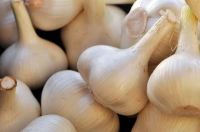 Fresh Garlic for Export