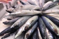 fresh wr frozen carton mackerel fish