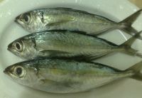 Mackerels (Horse mackerels, Round scad, Pacific mackerels)