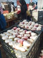 Fresh Garlic