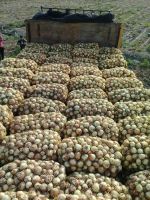 Iranian Onion