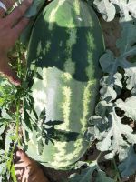 Iranian Watermelon