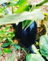 Fresh Eggplant