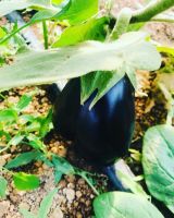 long Eggplant