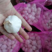 Pure Fresh White Garlic for sale 