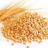 High Quality Wheat Grain 
