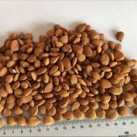 Apricot kernels, / apricot nuts and apricot seeds 