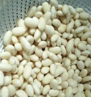 Best Quality White Butter Beans 