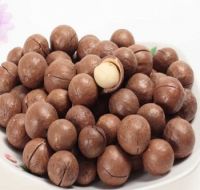 South Africa delicious Wholesale Top quality macadamia nut in shell for sale 