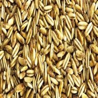 Wholesale best price hulled oats
