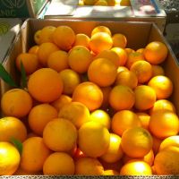 valencia orange navel orange for sale