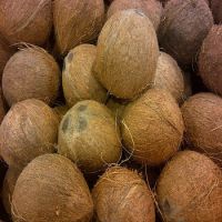 Pure Quality Semi Husked Fresh Coconut