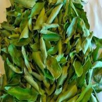 Clean Grade 1 Dried Curry Leaves for sale 