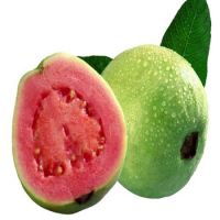 Rich Quality Good Taste Fresh Fruit Red Guava for Wholesale Purchase 