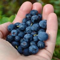 frozen blueberry and fresh blueberry price 