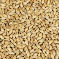 Barley for Malt, Barley Feed, Malted Barley Animal feed 