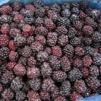 fresh fruit  frozen blackberry in bulk