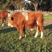 Fattening Beef Bulls/Hereford /Charolais /Limousin /Belgian Blue /Aberdeen Angus