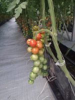 selling Cherry tomatoes, Beef Tomatoes and coloured bell pepper grown hydroponically